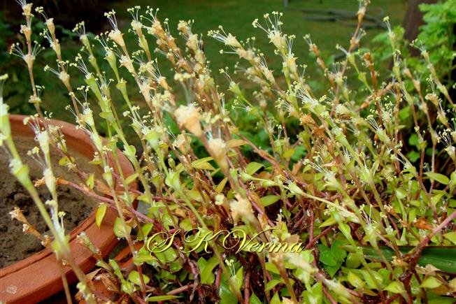  Distal parts of plants bearing inflorescences